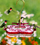 Aspects HummZinger® 8oz Square - Hummingbird Market of Tucson, Arizona. Feeders and Nectar